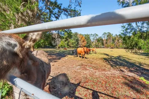 15340 NW 65th Avenue Road Reddick FL 32686