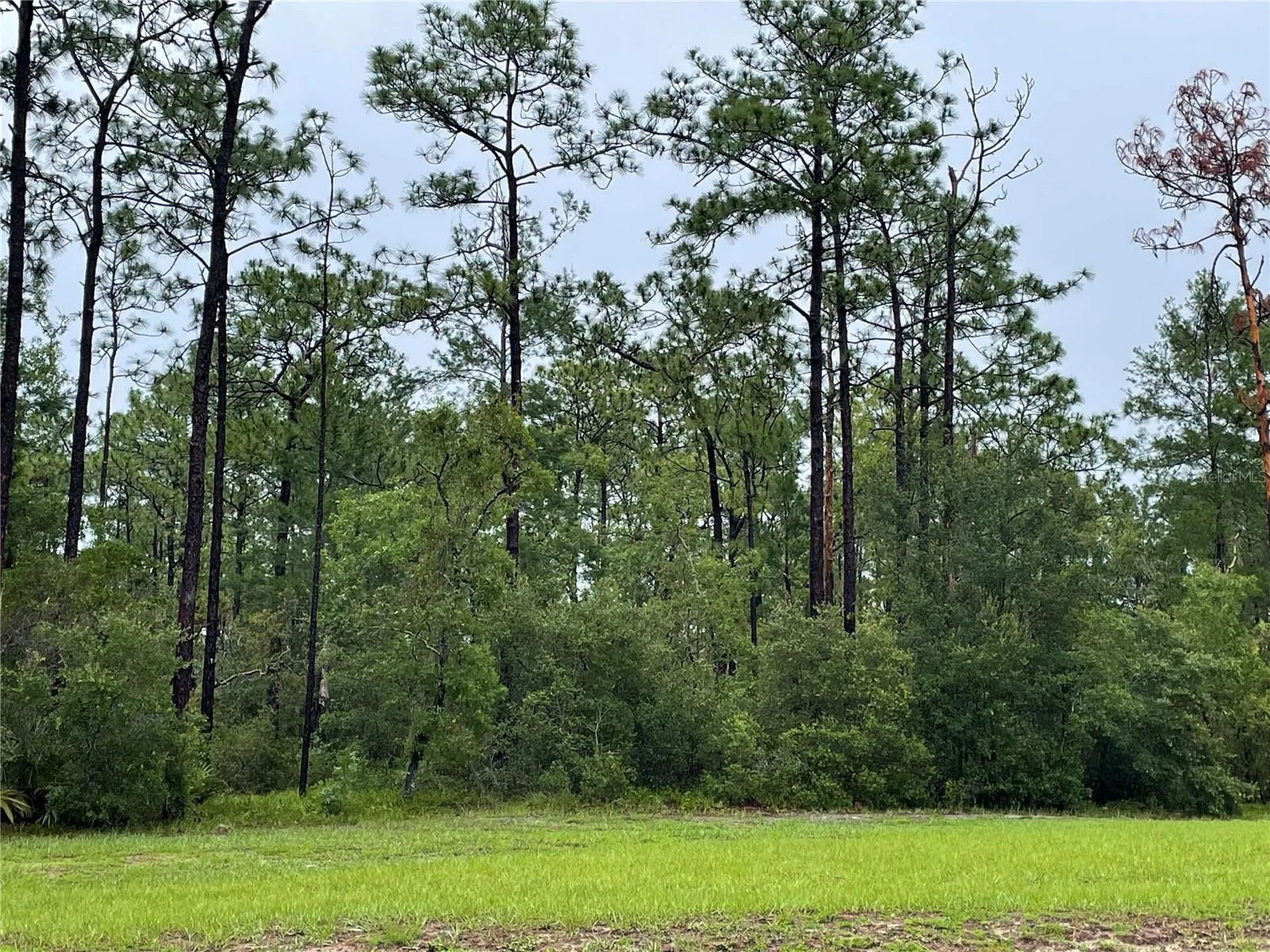 Virginia (paper) Avenue Deltona FL 32738
