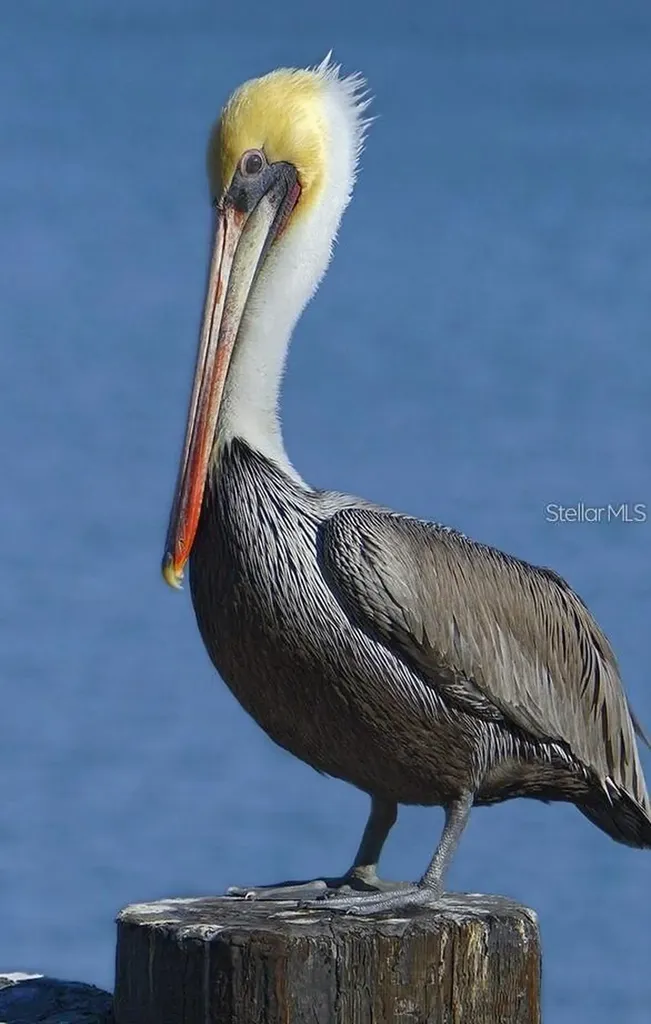 1030 Tidewater Shores Loop Bradenton FL 34208