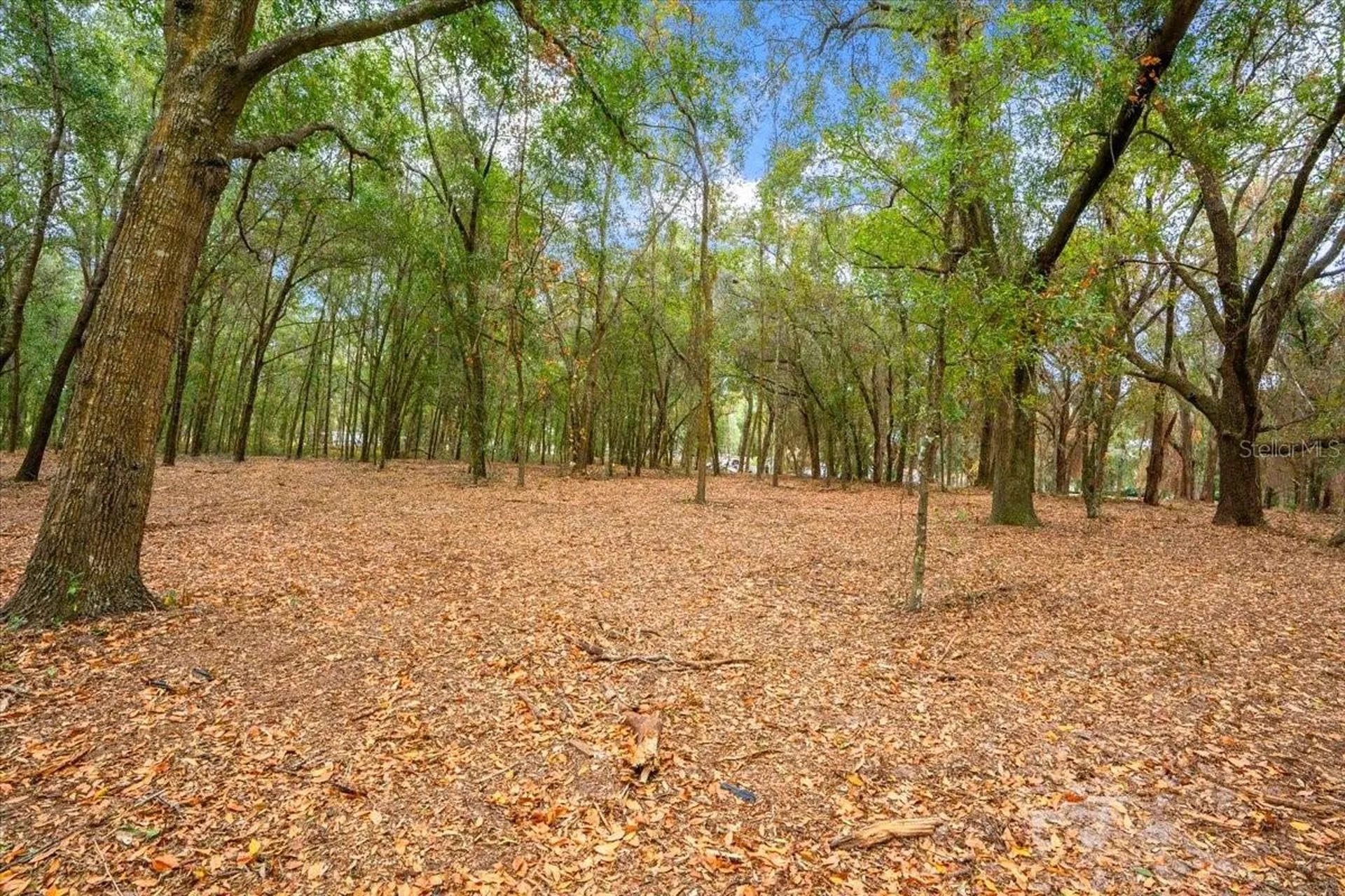 SE Highway 42 Summerfield Fl 34491 Summerfield FL 34491