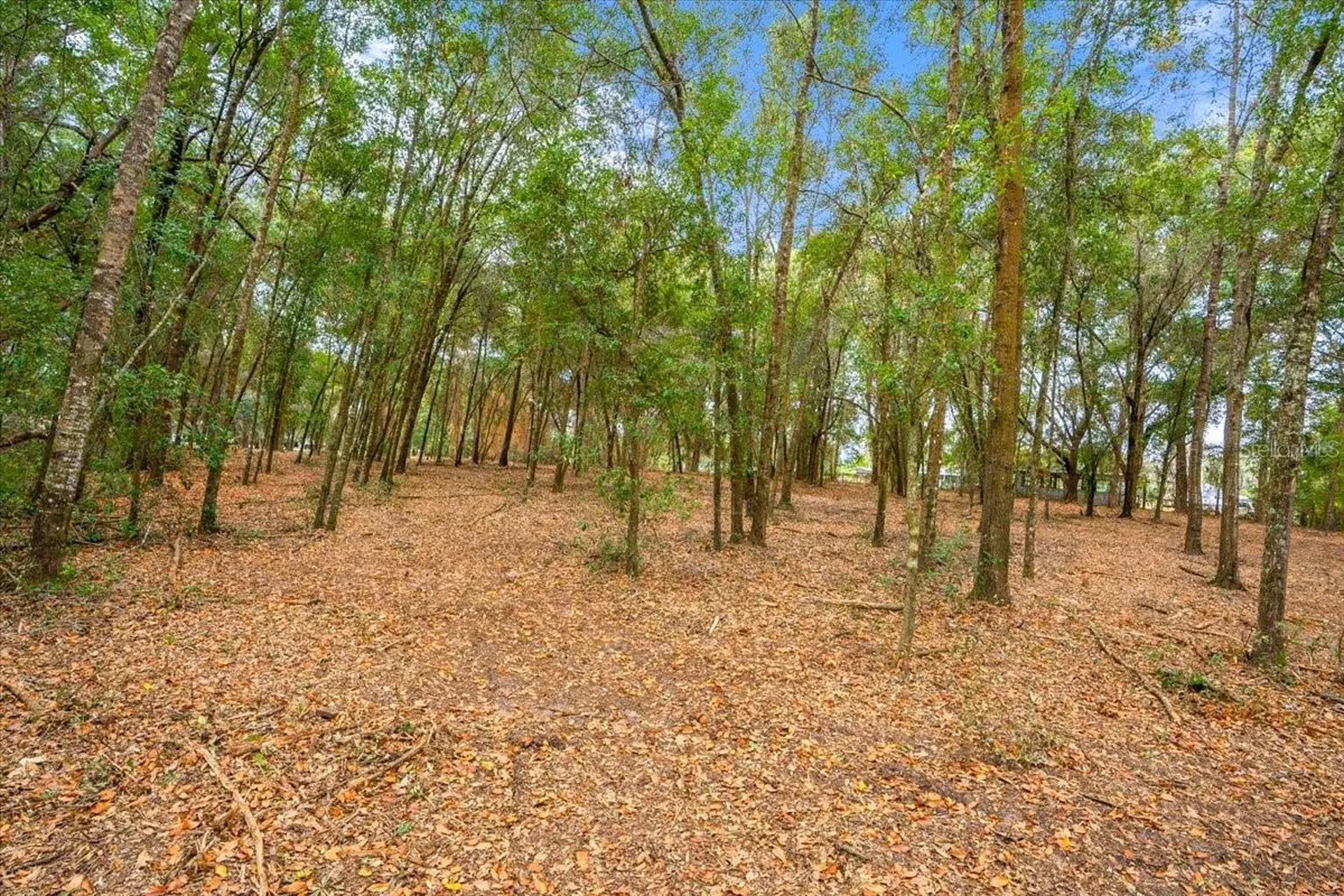 SE Highway 42 Summerfield Fl 34491 Summerfield FL 34491