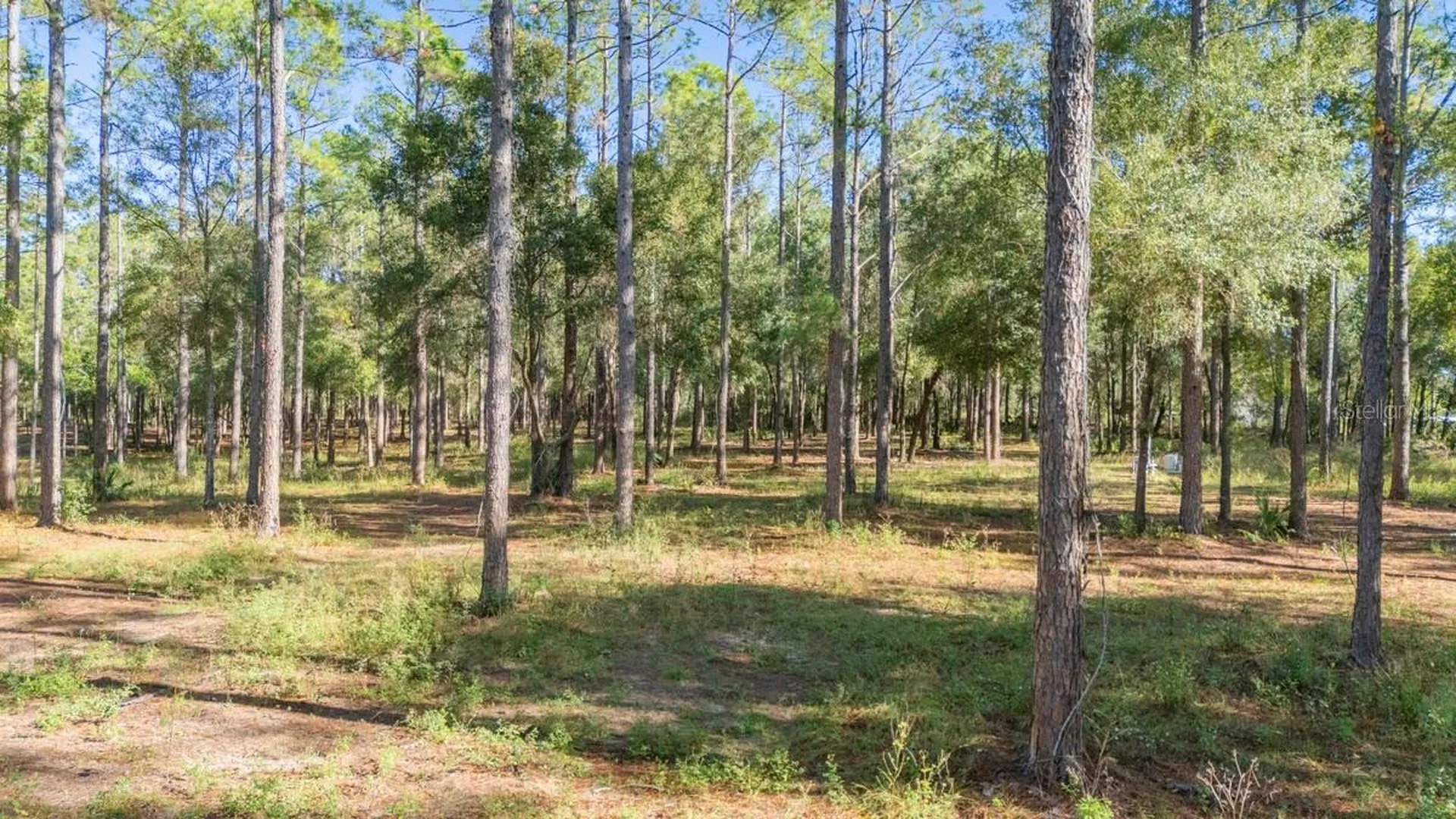 24250 Deep Springs Loop Eustis FL 32736