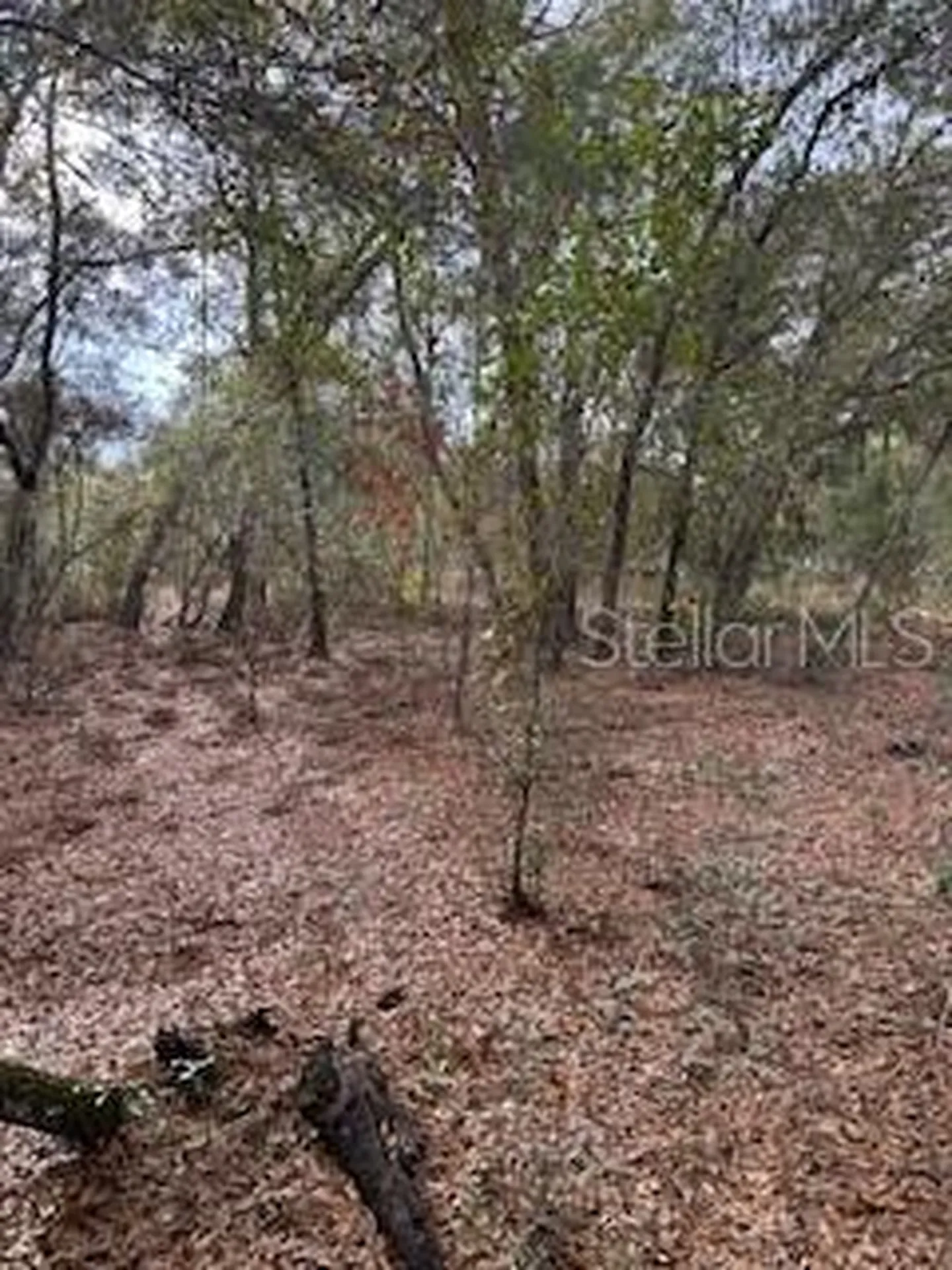 00 Riviera Drive Interlachen FL 32148
