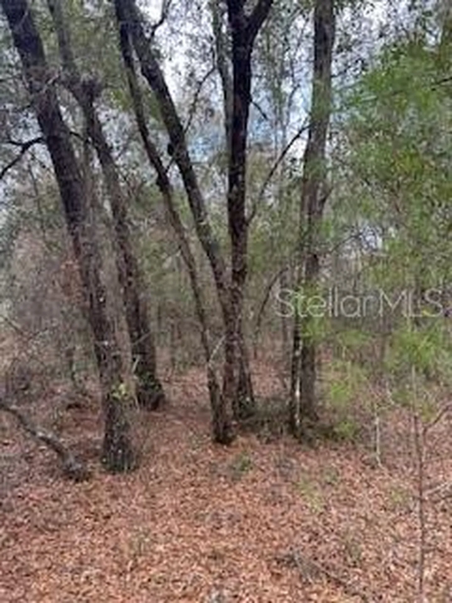00 Riviera Drive Interlachen FL 32148