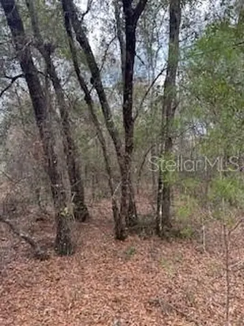 00 Riviera Drive Interlachen FL 32148