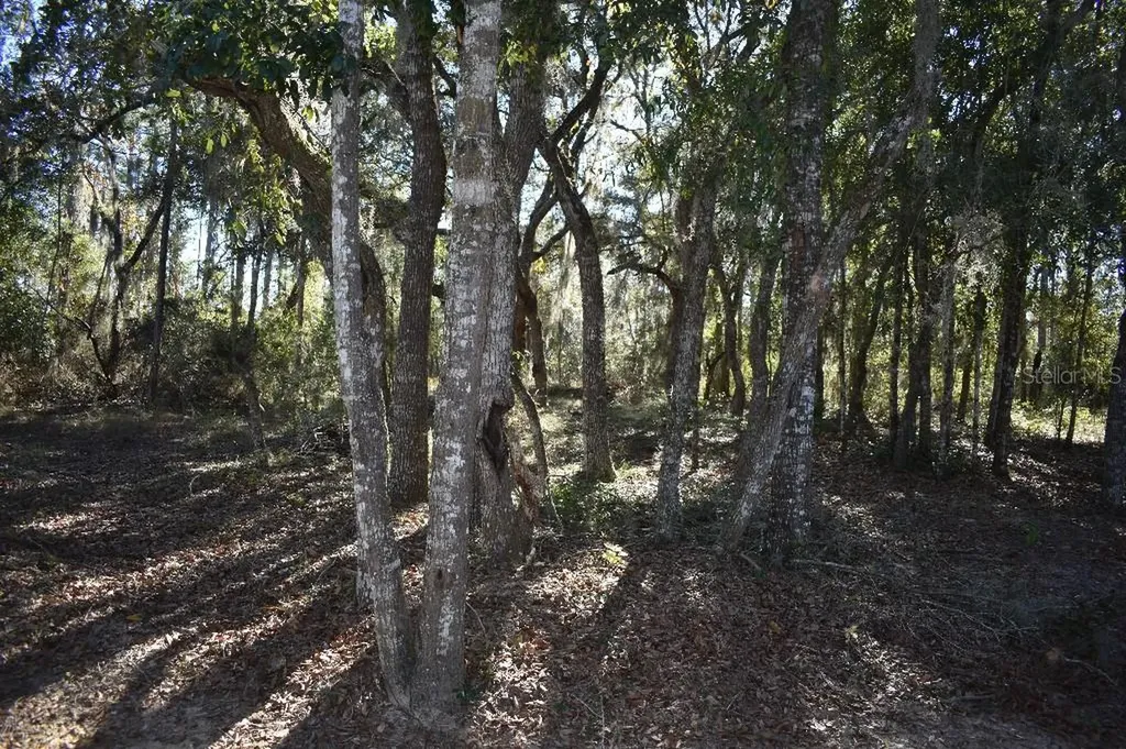 13230 NE 9th Street Williston FL 32696
