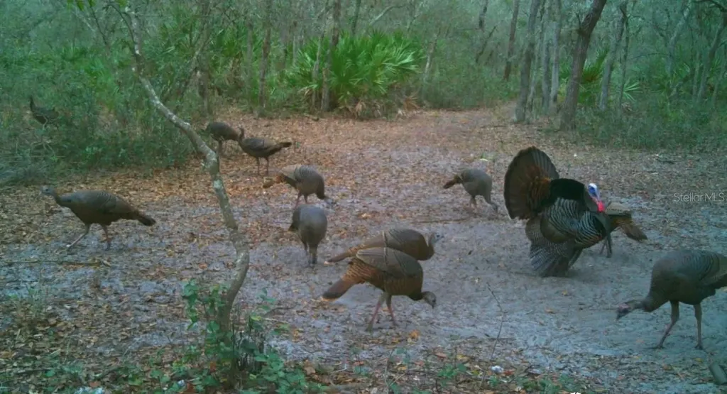 4125 Tiger Creek Trail Lake Wales FL 33898