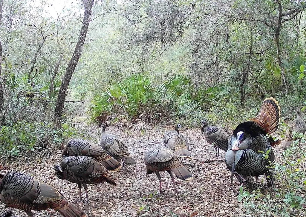 4125 Tiger Creek Trail Lake Wales FL 33898