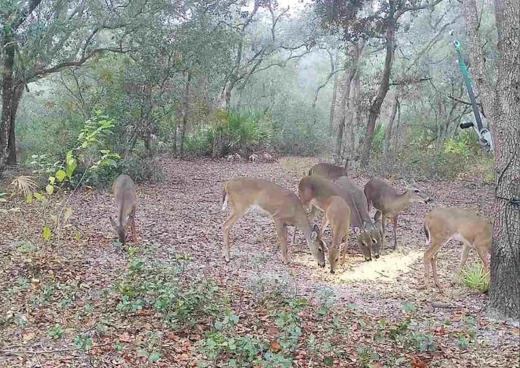 4125 Tiger Creek Trail Lake Wales FL 33898