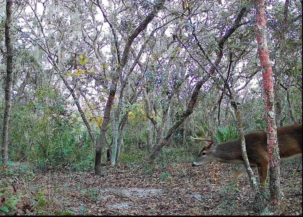 4125 Tiger Creek Trail Lake Wales FL 33898