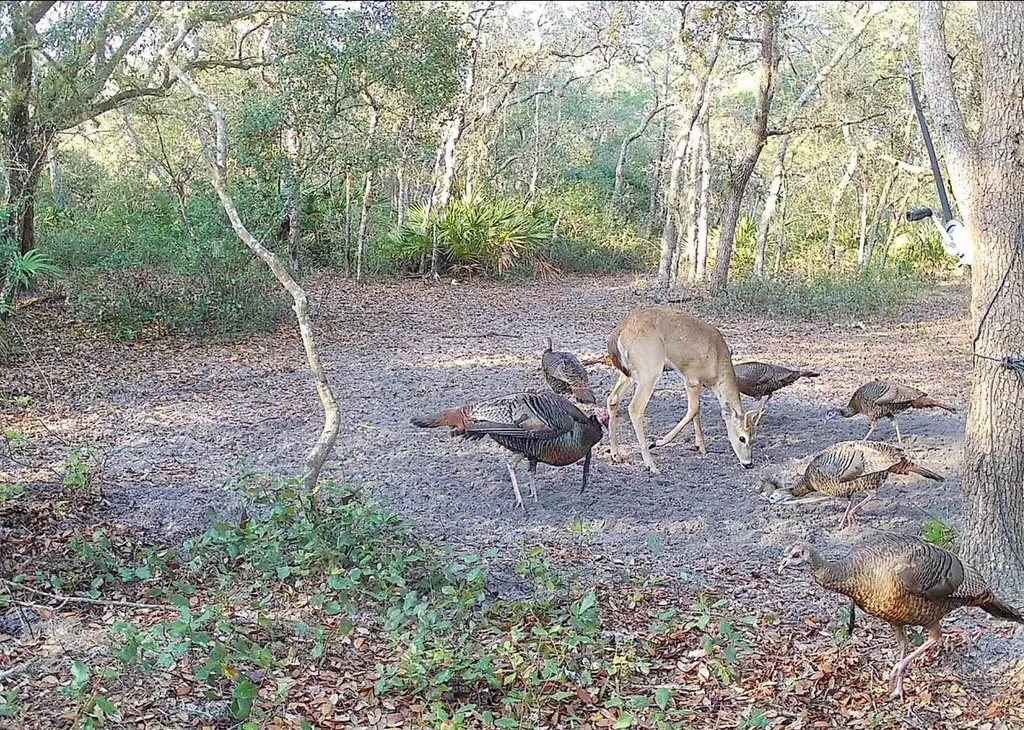 4125 Tiger Creek Trail Lake Wales FL 33898