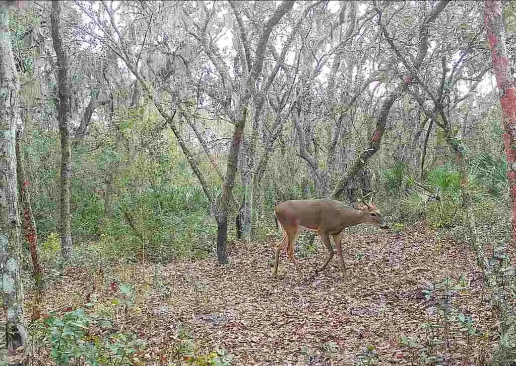 4125 Tiger Creek Trail Lake Wales FL 33898