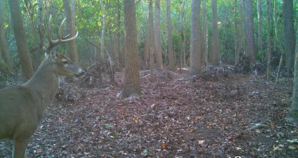 4125 Tiger Creek Trail Lake Wales FL 33898