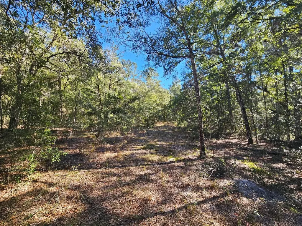 Tbd NE 175th Avenue Williston FL 32696