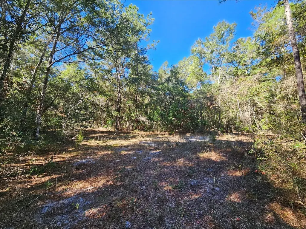 Tbd NE 175th Avenue Williston FL 32696
