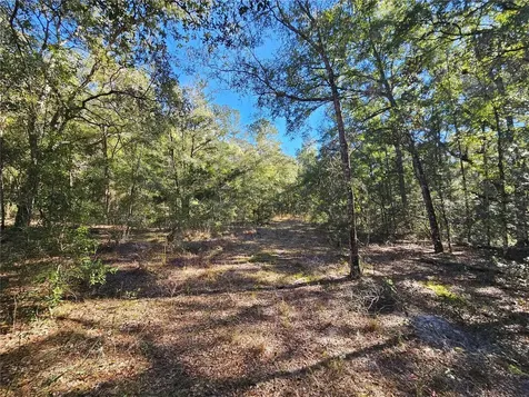 Tbd NE 175th Avenue Williston FL 32696