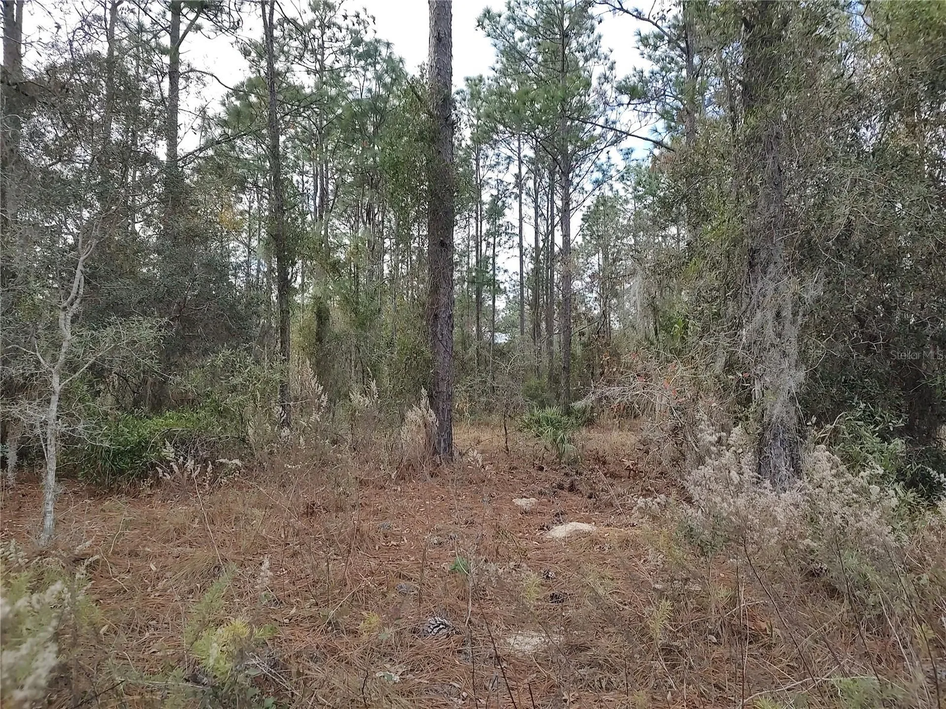 SE 120 Court Morriston FL 32668