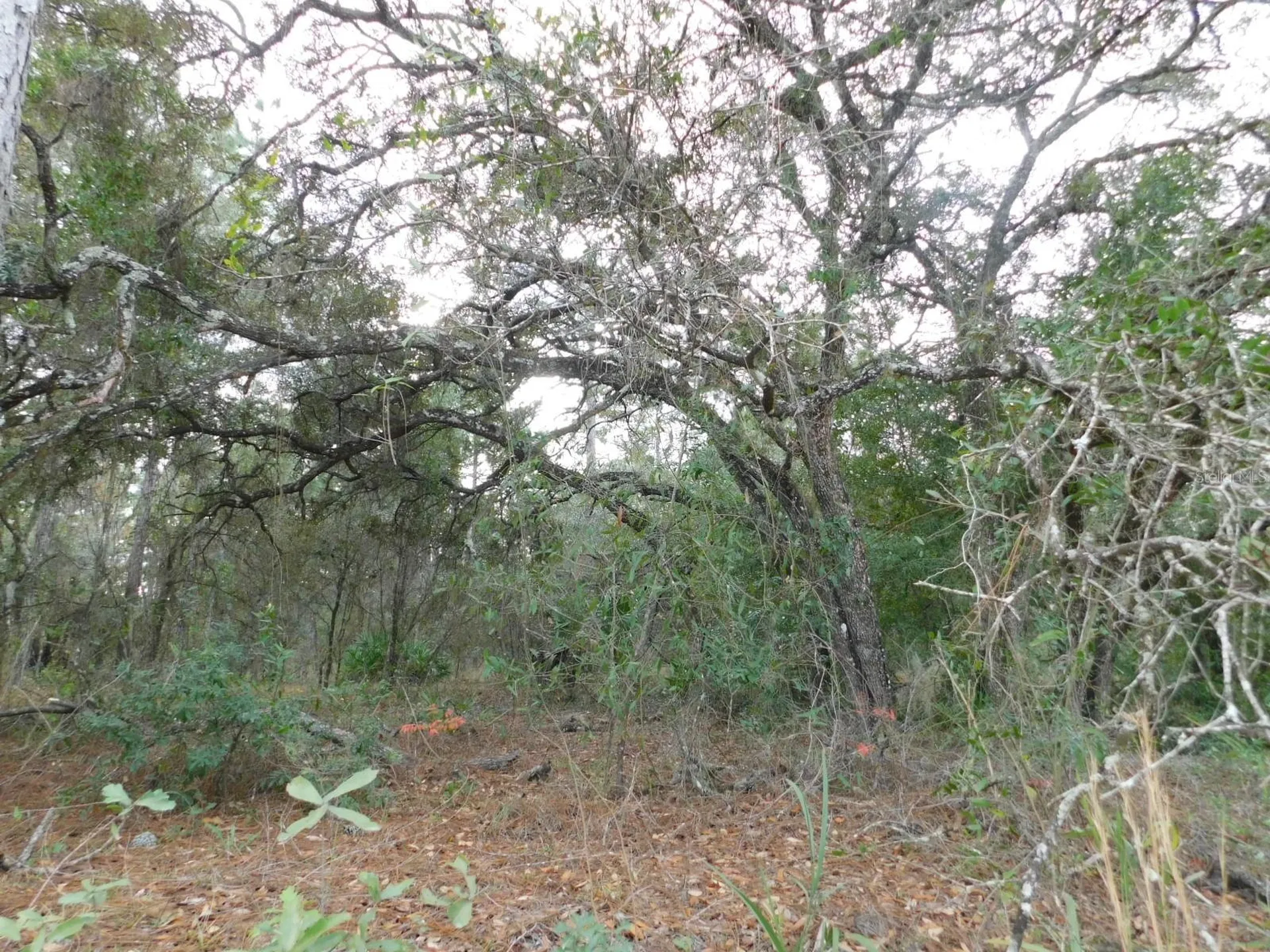 SE 120 Court Morriston FL 32668