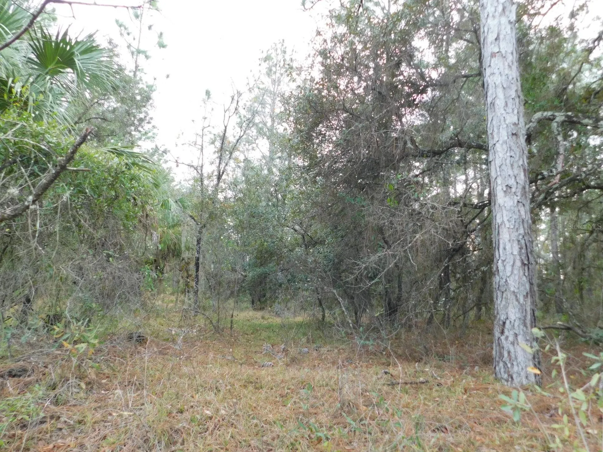 SE 120 Court Morriston FL 32668