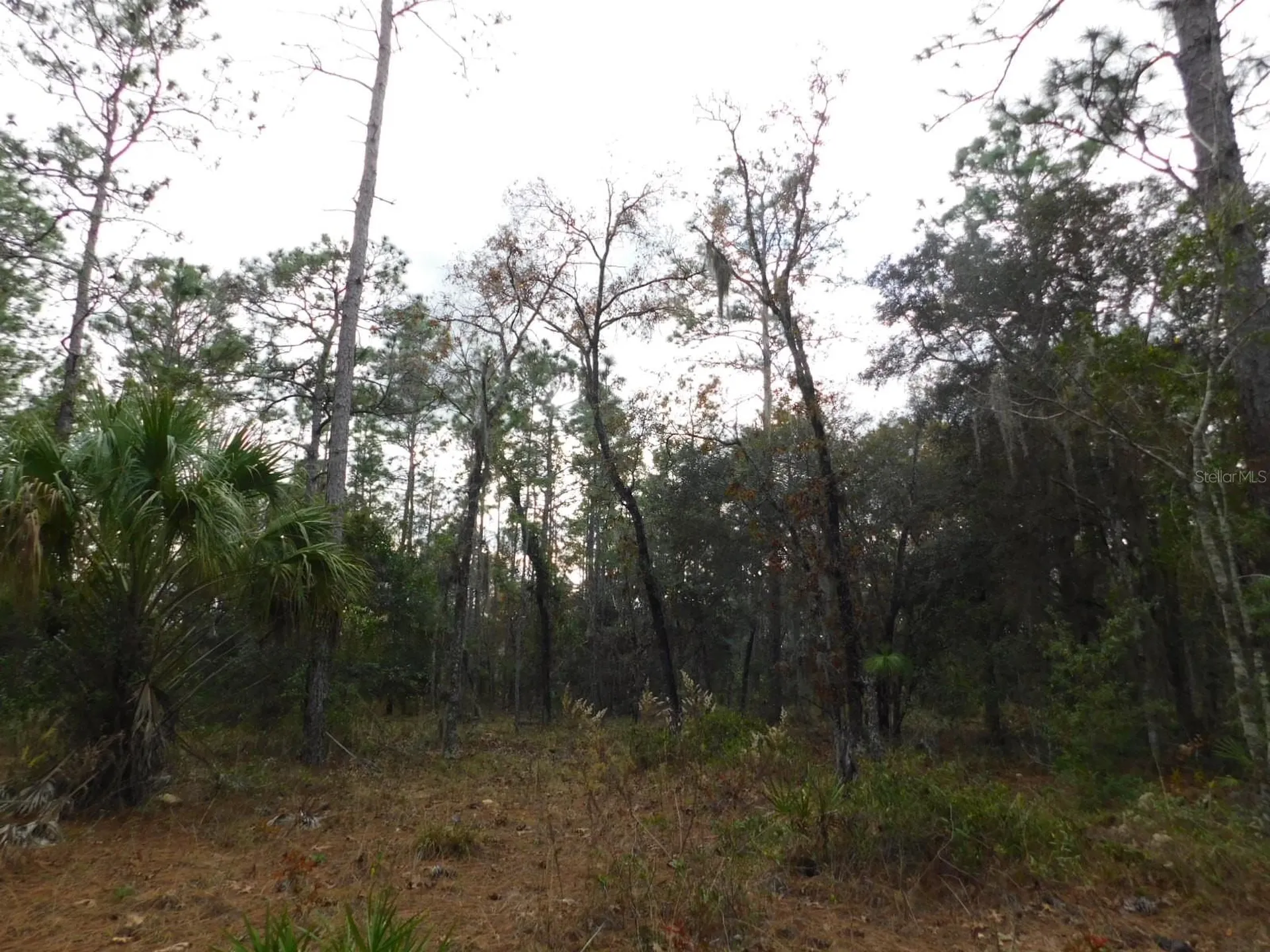 SE 120 Court Morriston FL 32668