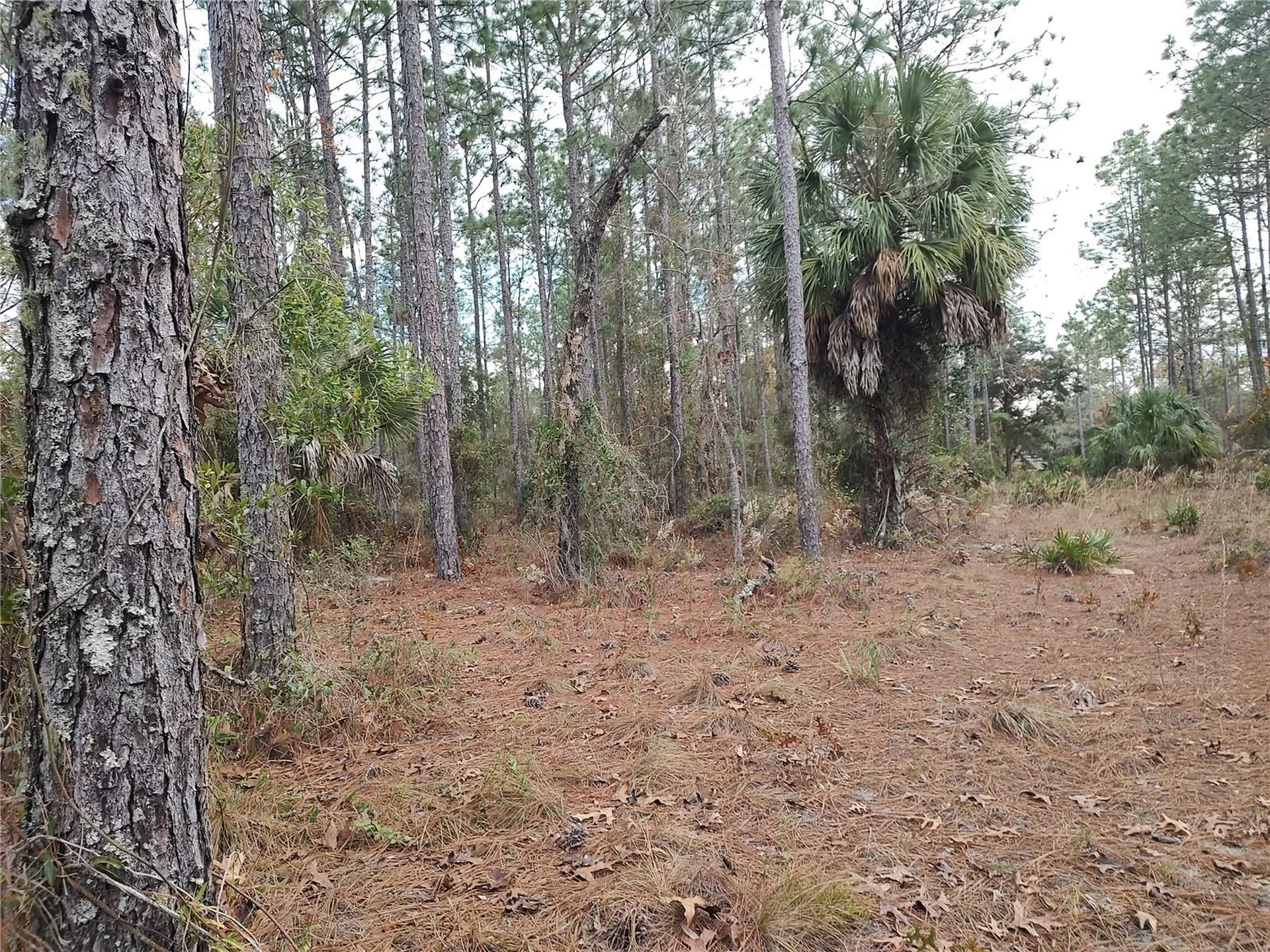 SE 120 Court Morriston FL 32668