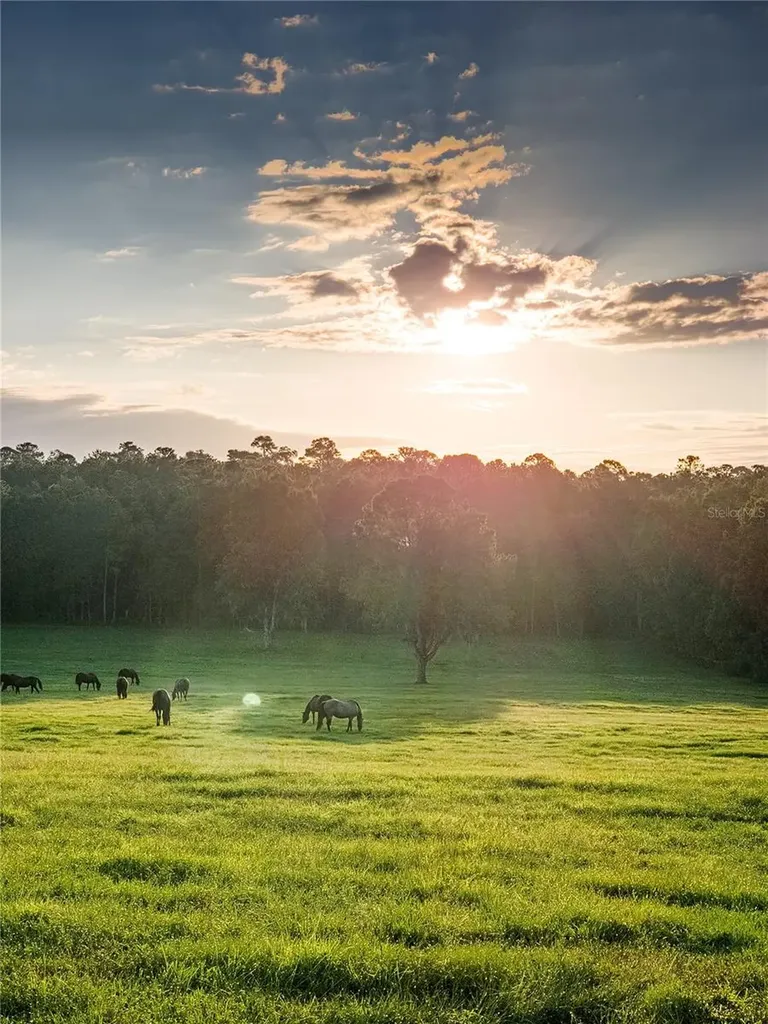 Tbd Highway 329 Reddick FL 32686