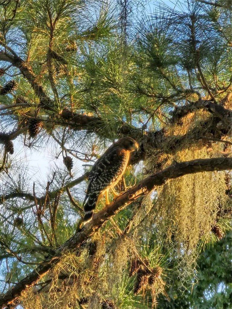Tbd Highway 329 Reddick FL 32686