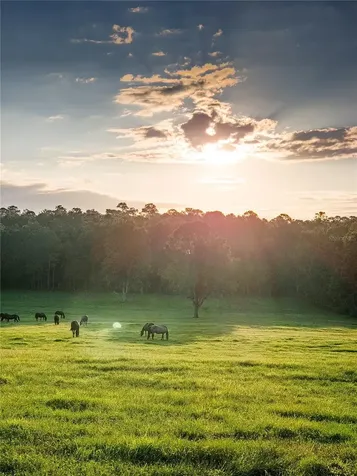Tbd Highway 329 Reddick FL 32686