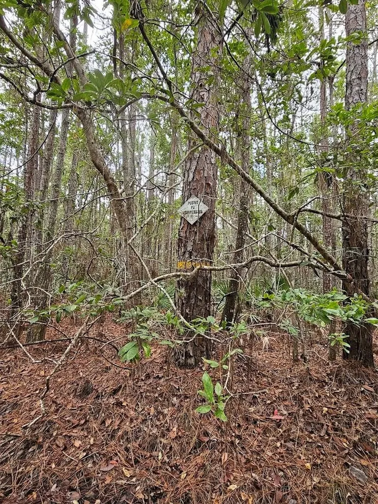 804 Shell Harbor Road Pierson FL 32180