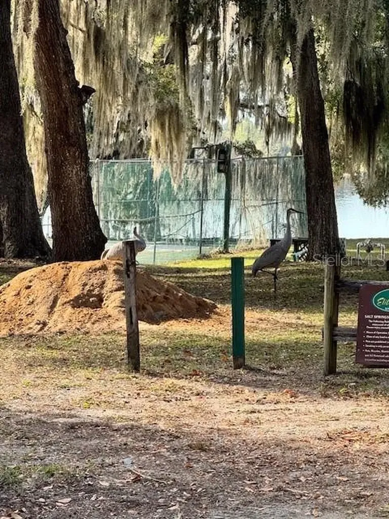 Salt Springs FL 32134