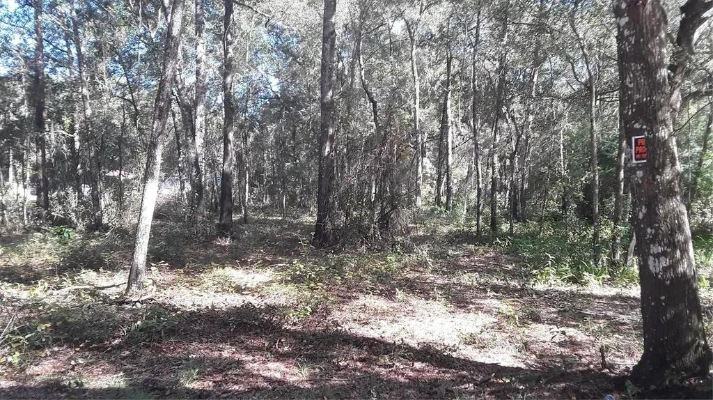 SW 202 Avenue Dunnellon FL 34431