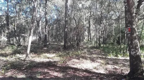 SW 202 Avenue Dunnellon FL 34431