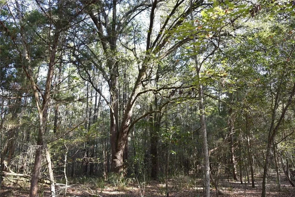 81 Clouds Avenue Interlachen FL 32148