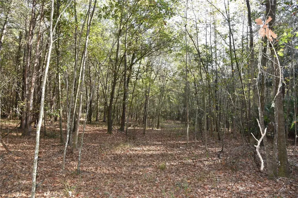 81 Clouds Avenue Interlachen FL 32148
