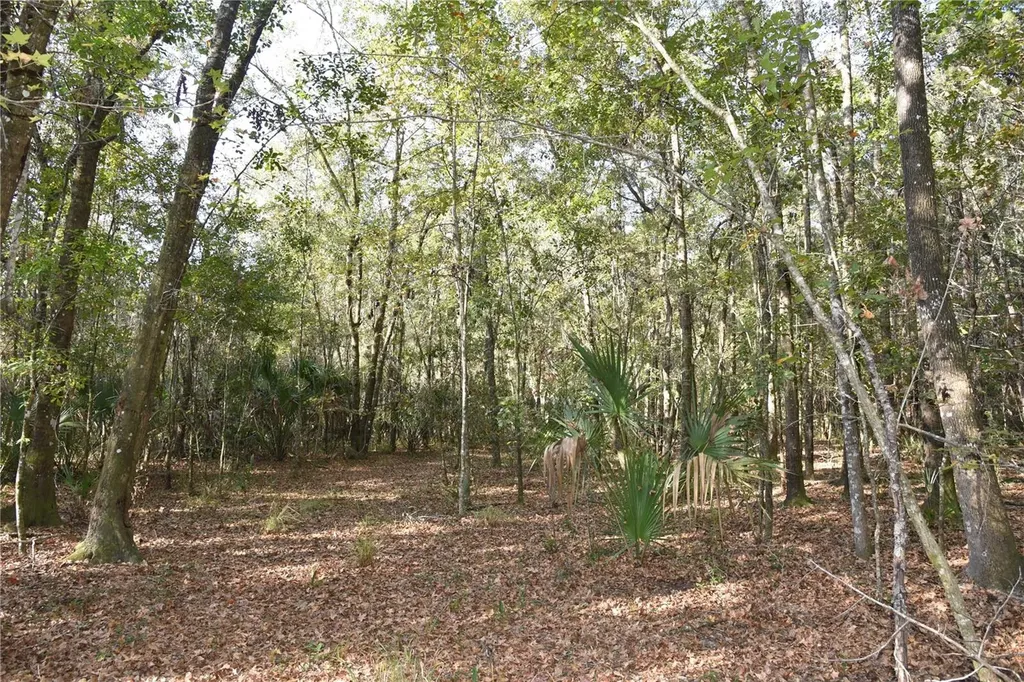 81 Clouds Avenue Interlachen FL 32148