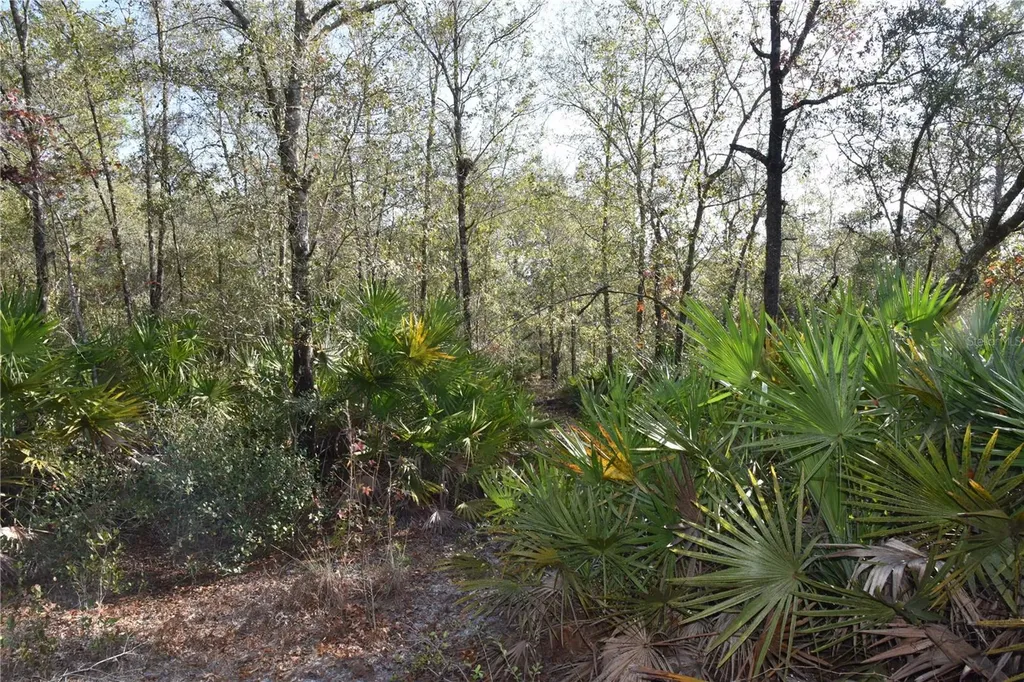 81 Clouds Avenue Interlachen FL 32148