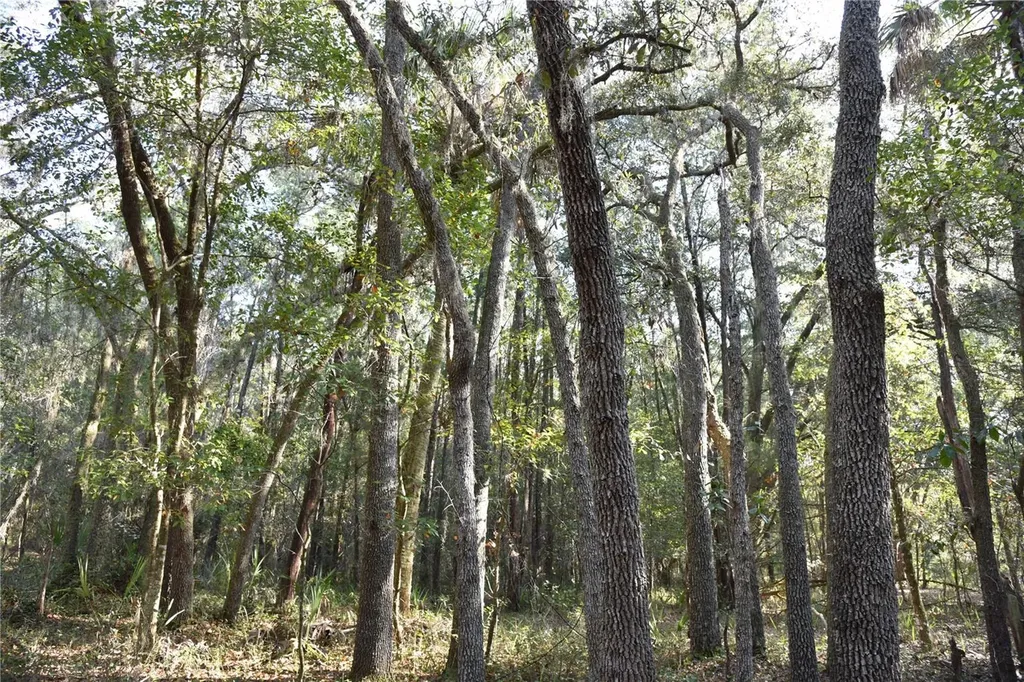 81 Clouds Avenue Interlachen FL 32148