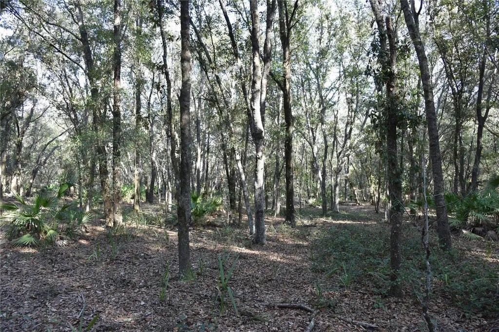 81 Clouds Avenue Interlachen FL 32148