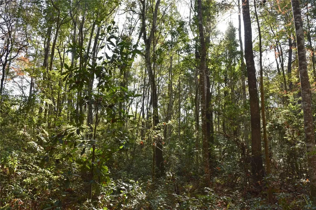 81 Clouds Avenue Interlachen FL 32148