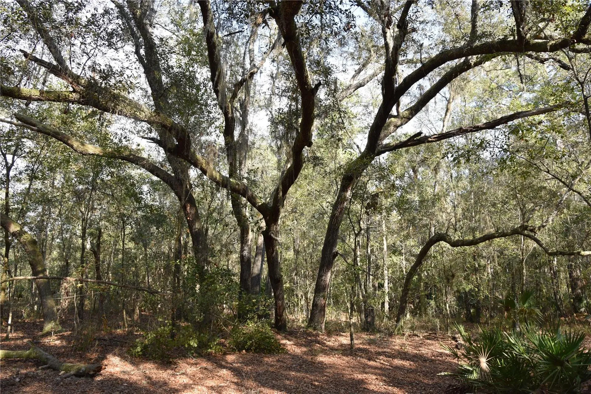 81 Clouds Avenue Interlachen FL 32148