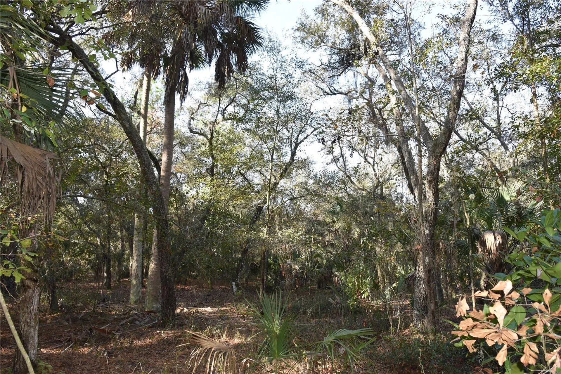 81 Clouds Avenue Interlachen FL 32148