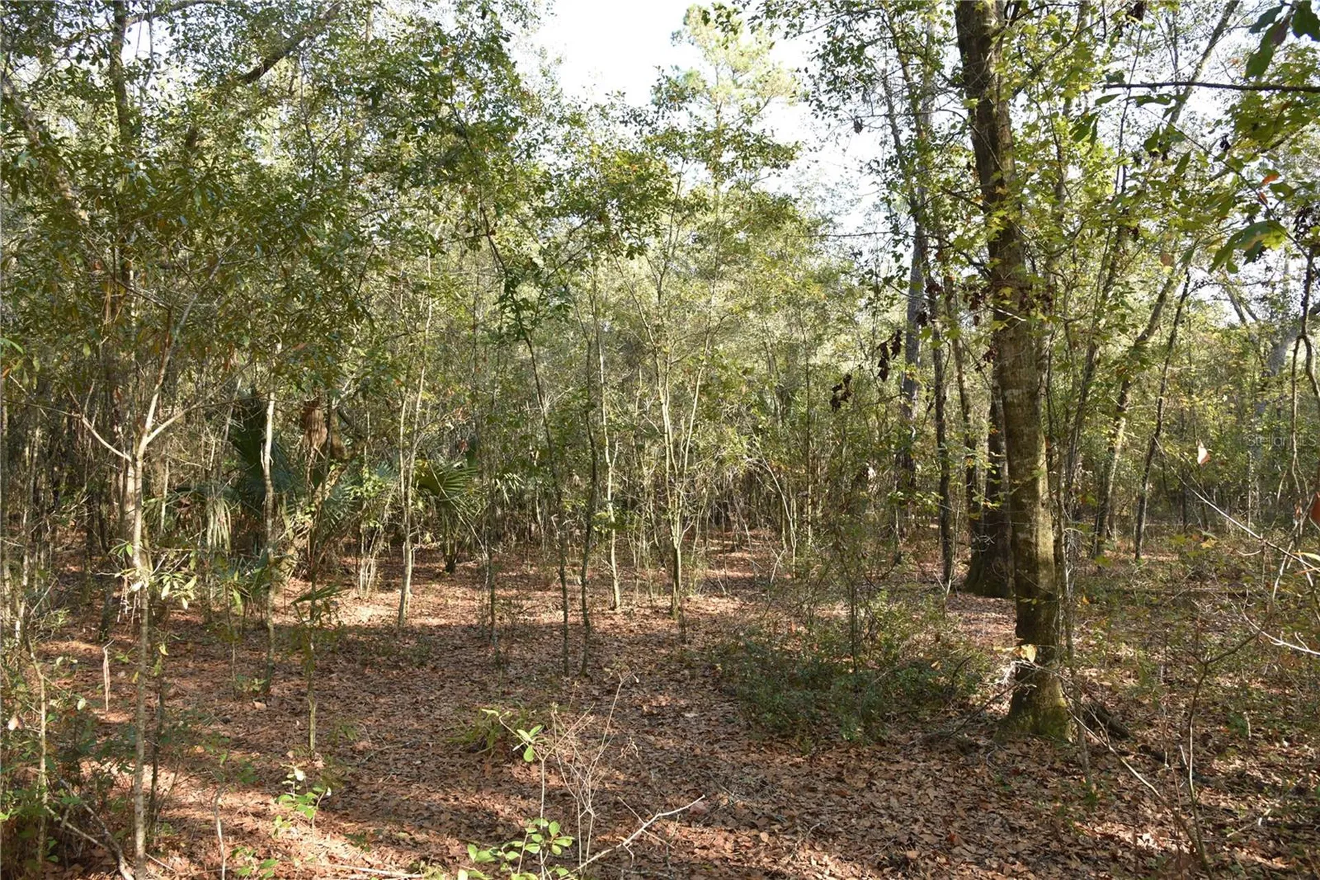 81 Clouds Avenue Interlachen FL 32148