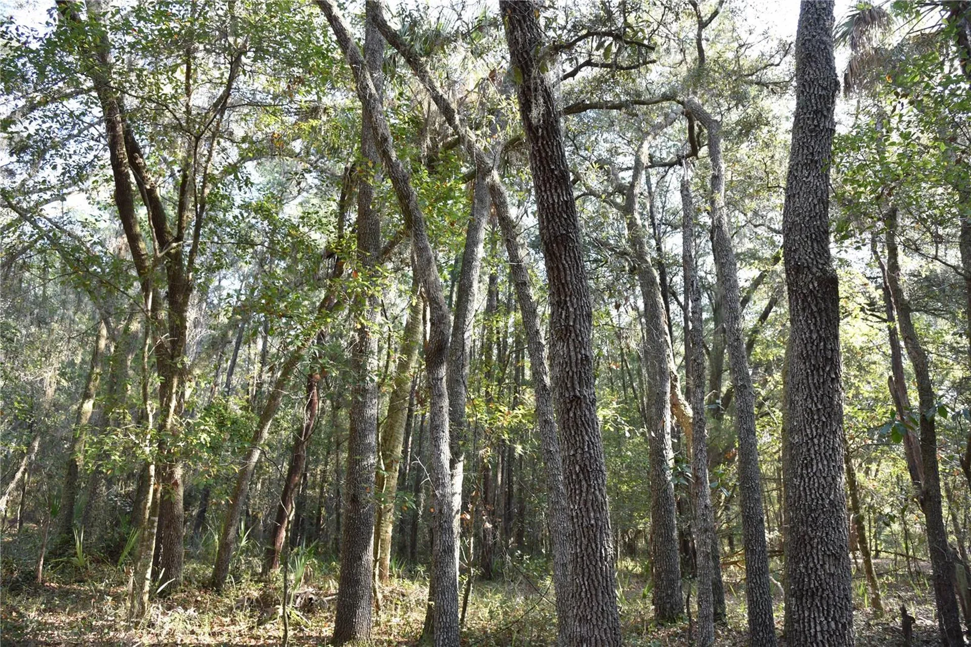 81 Clouds Avenue Interlachen FL 32148
