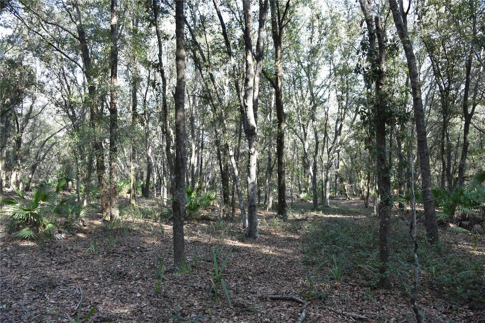 81 Clouds Avenue Interlachen FL 32148