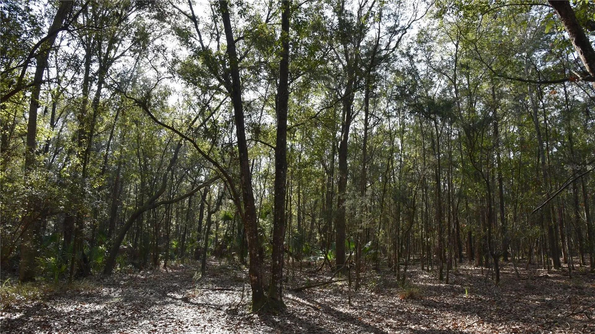 81 Clouds Avenue Interlachen FL 32148