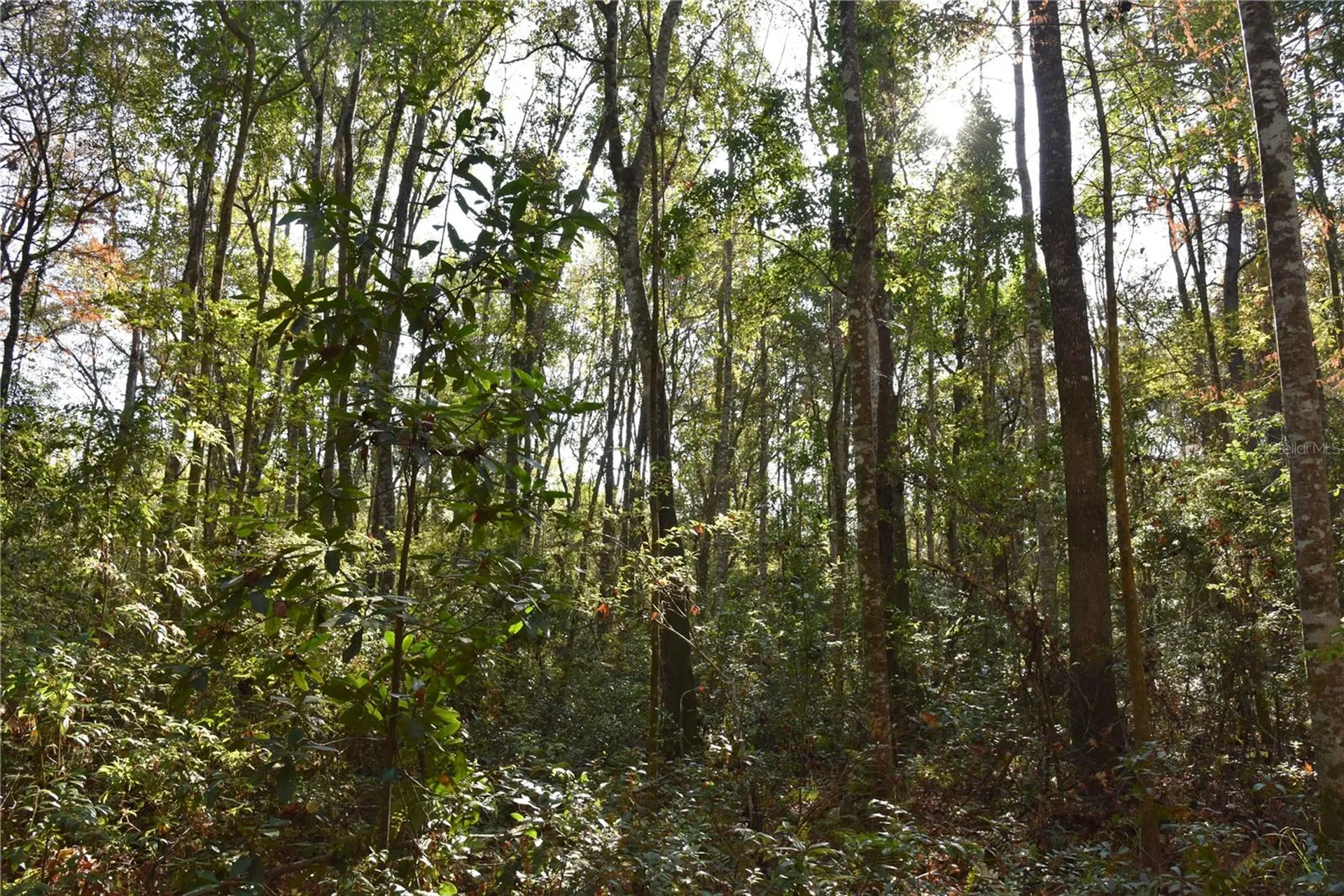 81 Clouds Avenue Interlachen FL 32148