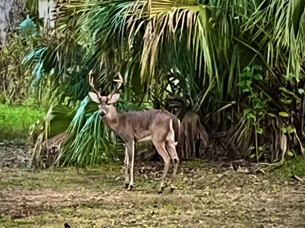 8725 Quail Run Drive Wesley Chapel FL 33544