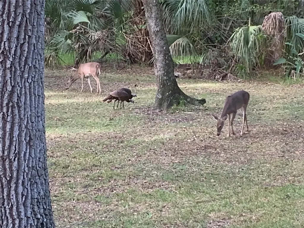8725 Quail Run Drive Wesley Chapel FL 33544