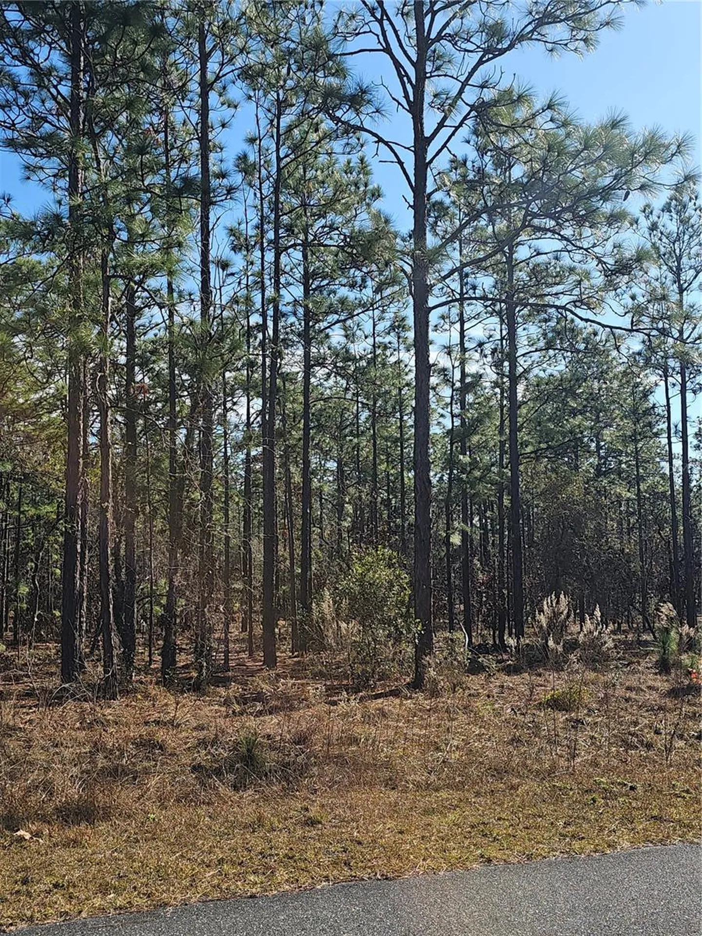 Tbd SE 136th Terrace Dunnellon FL 34431