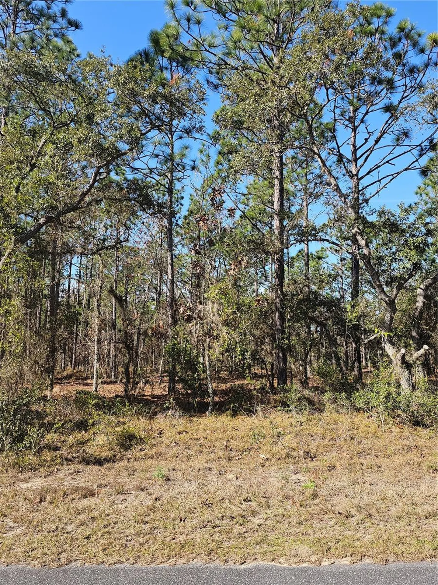 Tbd SE 136th Terrace Dunnellon FL 34431